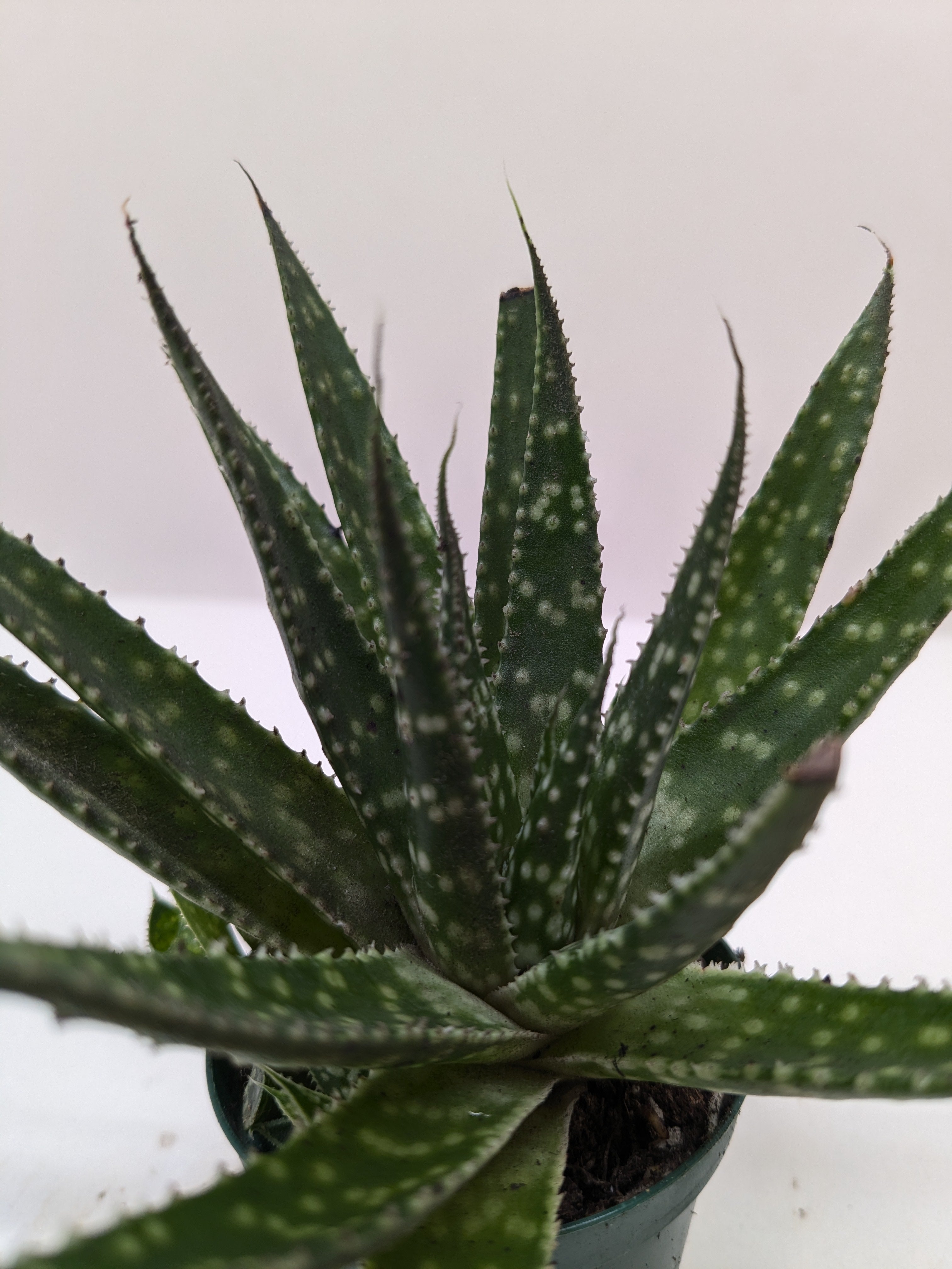 Succulent Haworthia Limifolia - Holiday Corner