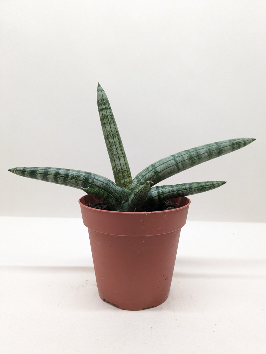 Succulent Stapelia African Starfish - Holiday Corner