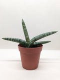 Succulent Stapelia African Starfish - Holiday Corner