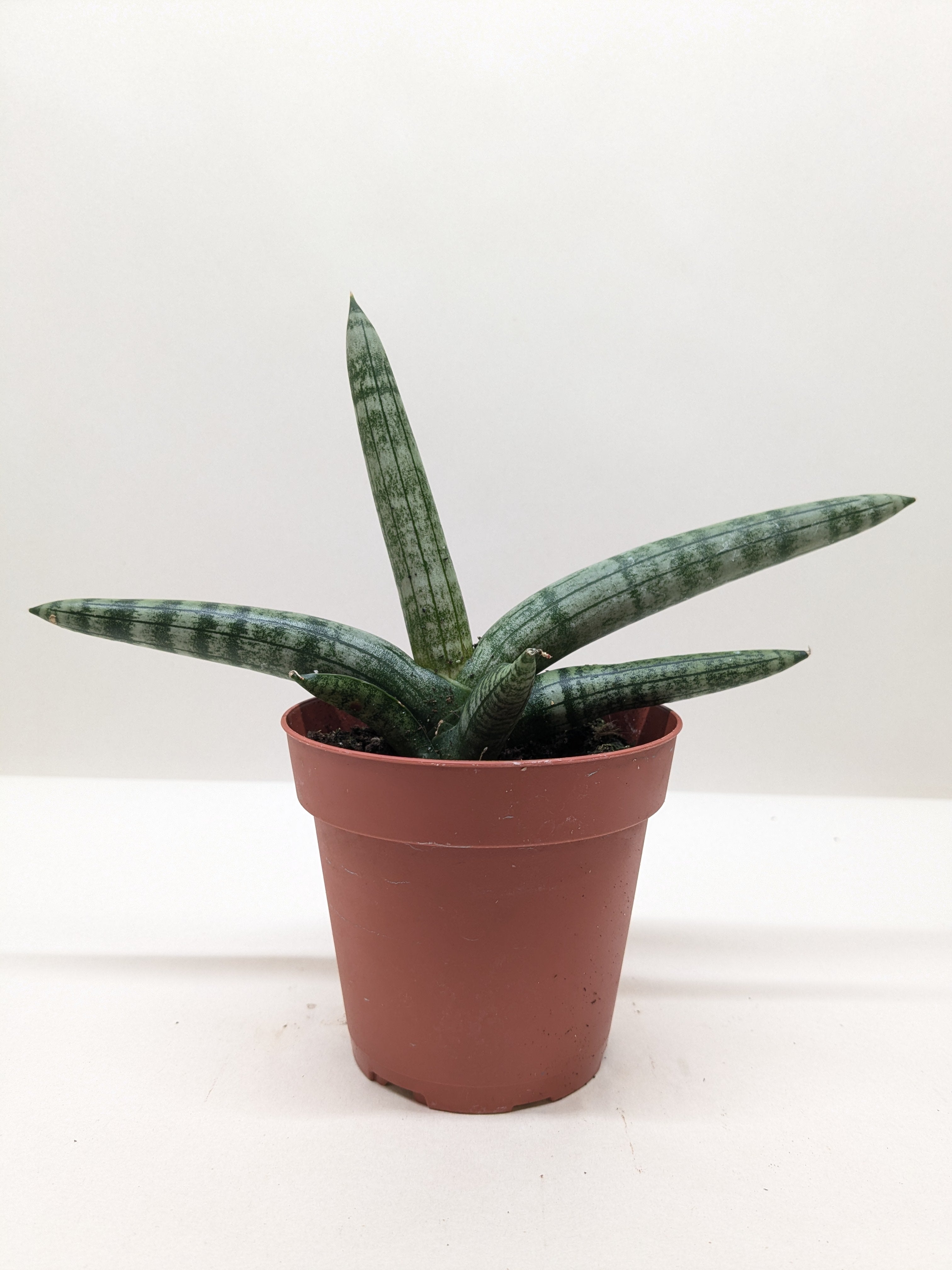 Succulent Stapelia African Starfish - Holiday Corner