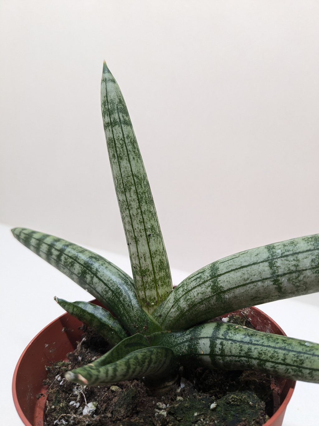 Succulent Stapelia African Starfish - Holiday Corner