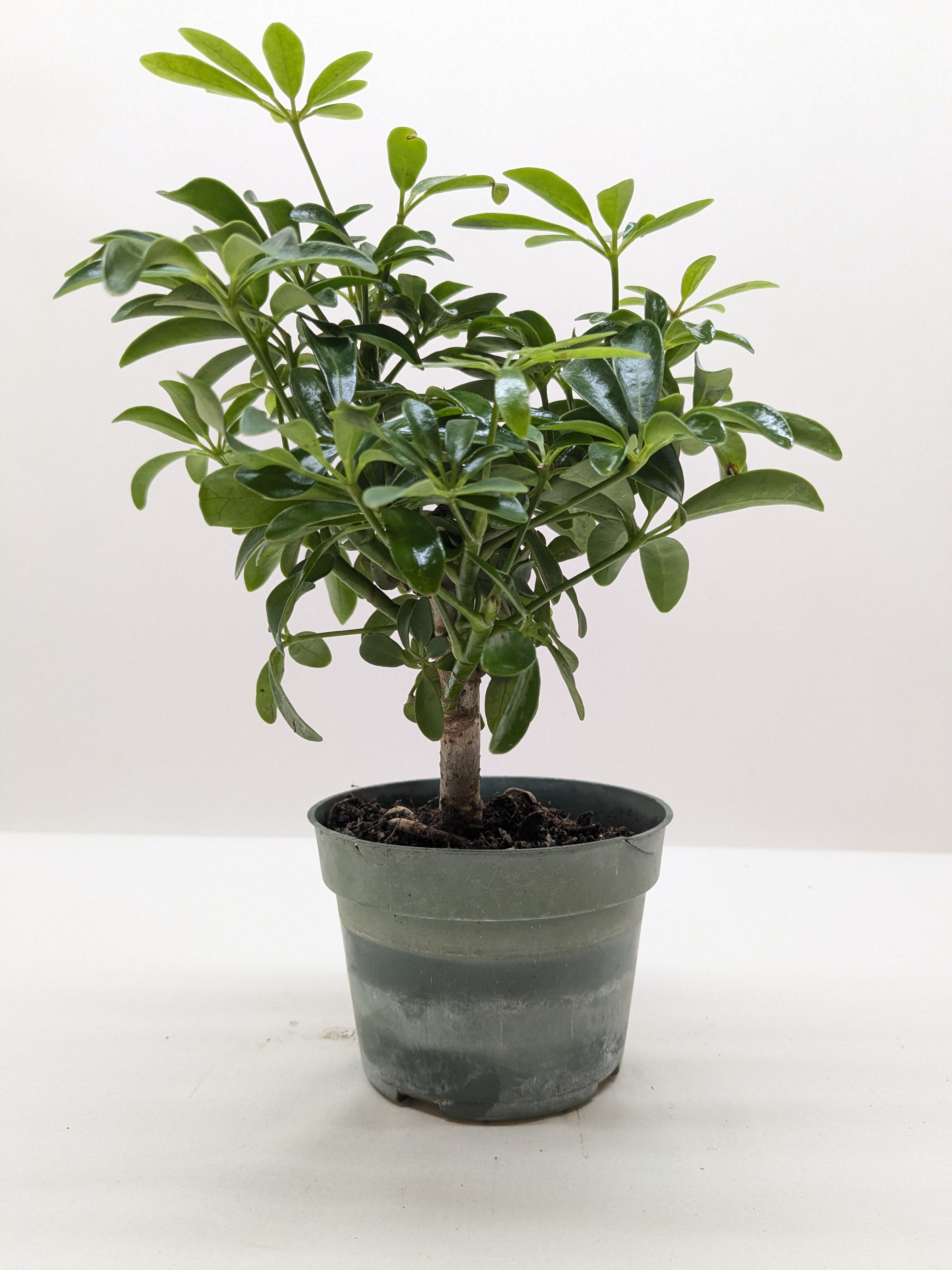 Bonsai Schefflera Arboricola - Holiday Corner