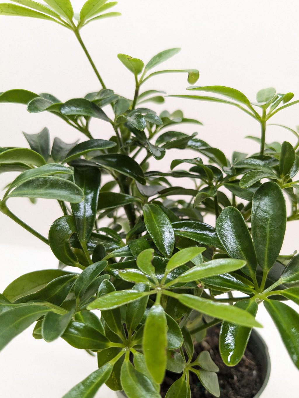 Bonsai Schefflera Arboricola - Holiday Corner