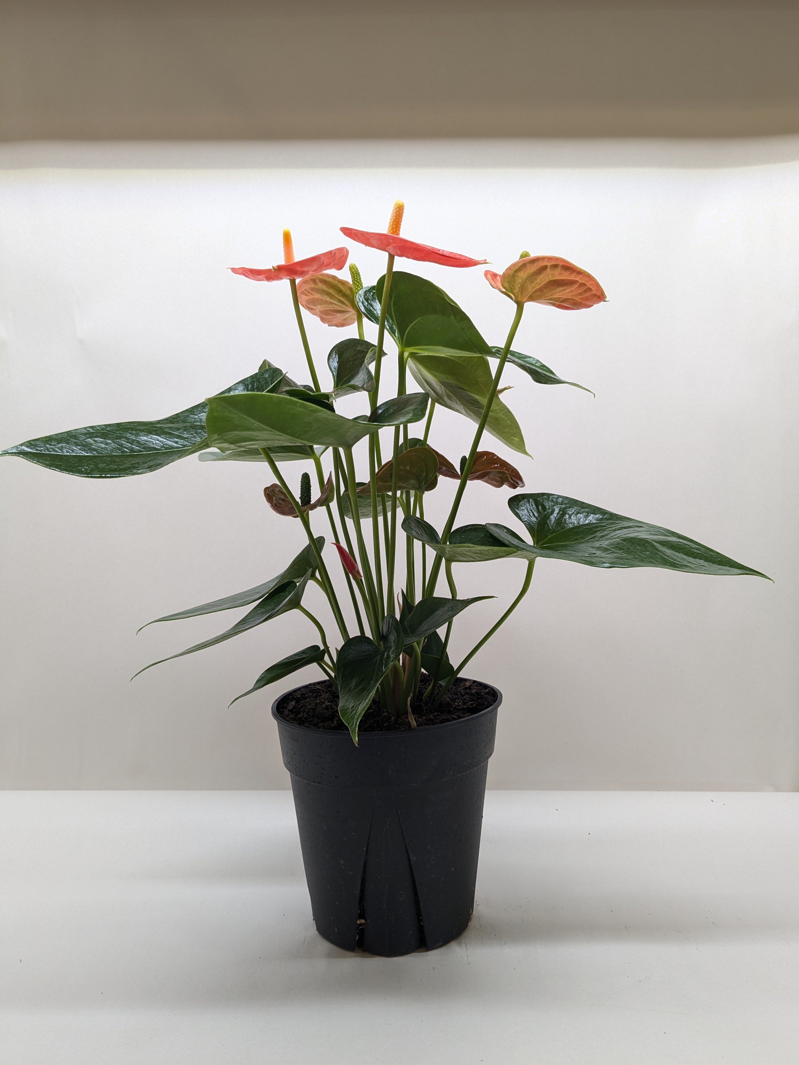 Anthurium 'Orange' - Holiday Corner