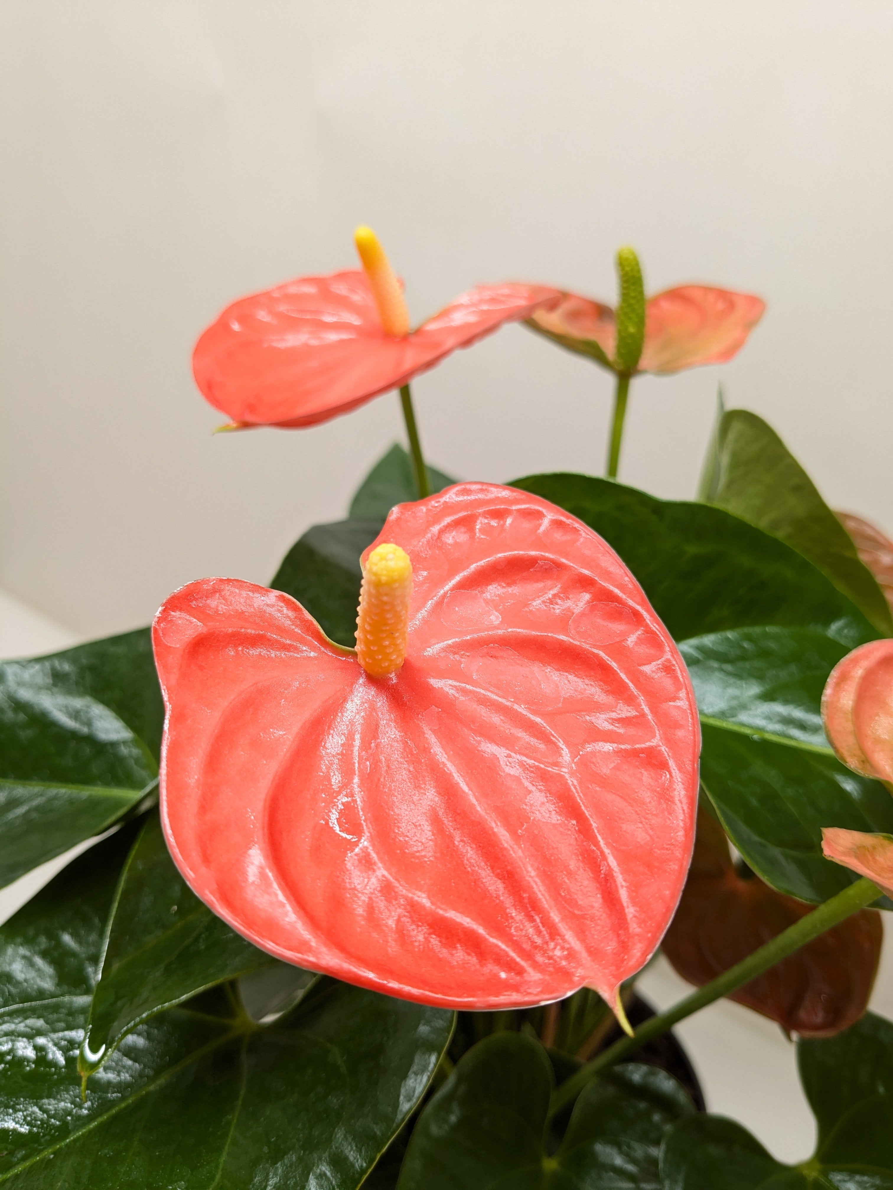 Anthurium 'Orange' - Holiday Corner