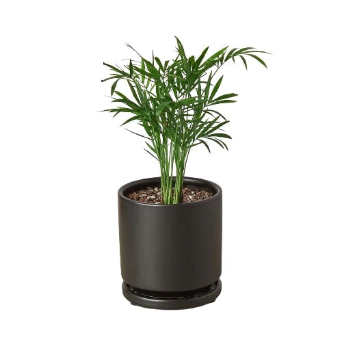 Parlor Palm - Holiday Corner
