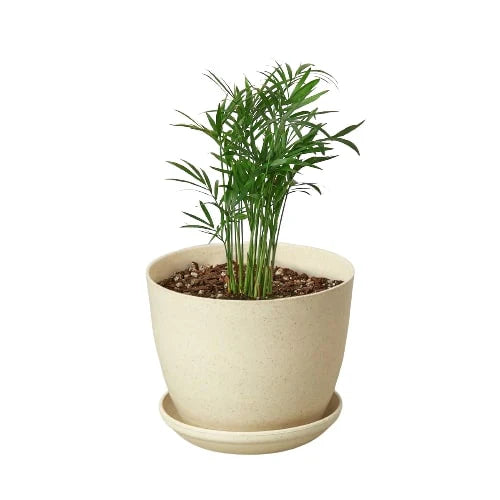 Parlor Palm - Holiday Corner