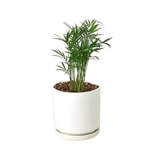 Parlor Palm - Holiday Corner