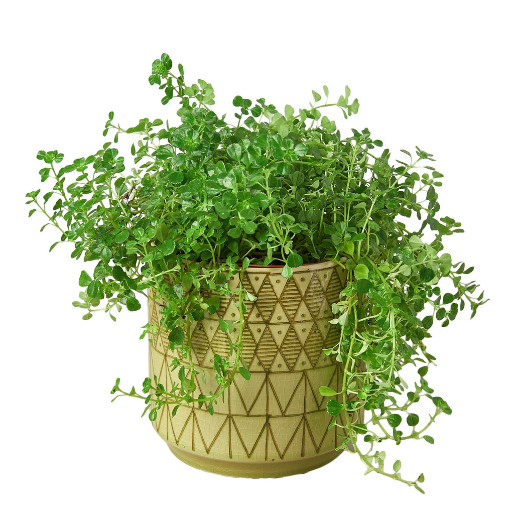 Pepe Planter - 6.5 Inch - Holiday Corner