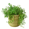 Pepe Planter - 6.5 Inch - Holiday Corner