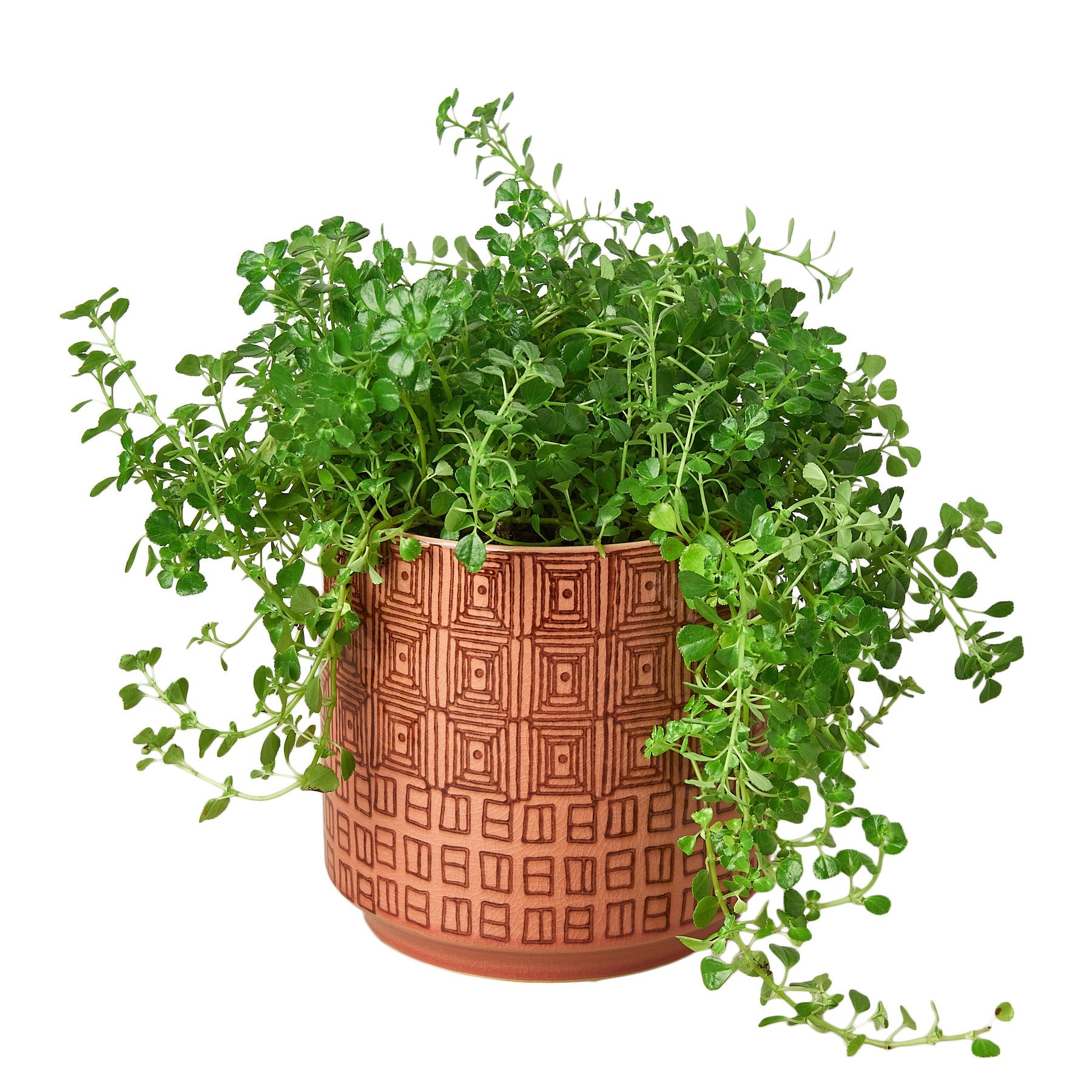 Pepe Planter - 6.5 Inch - Holiday Corner