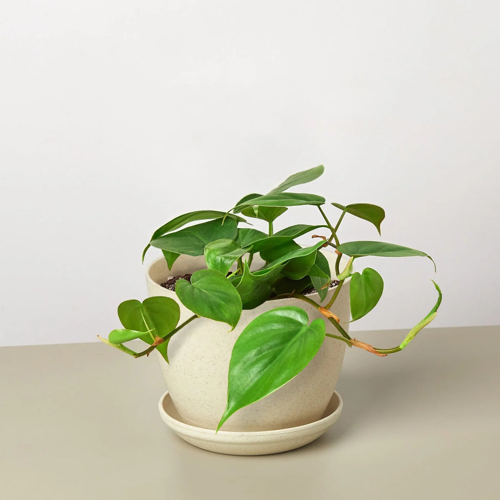Philodendron Cordatum Heartleaf - Holiday Corner