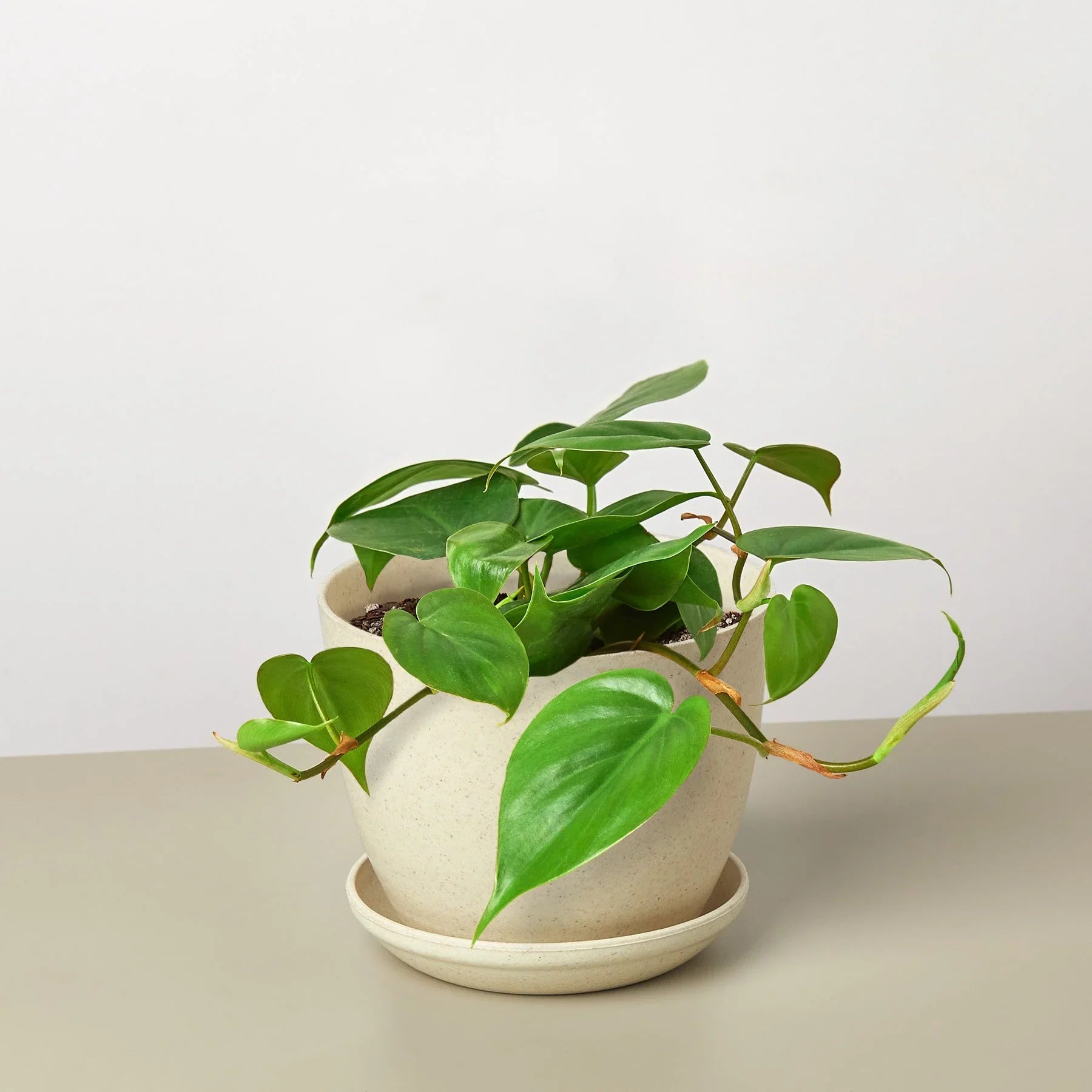 Philodendron Cordatum Heartleaf - Holiday Corner