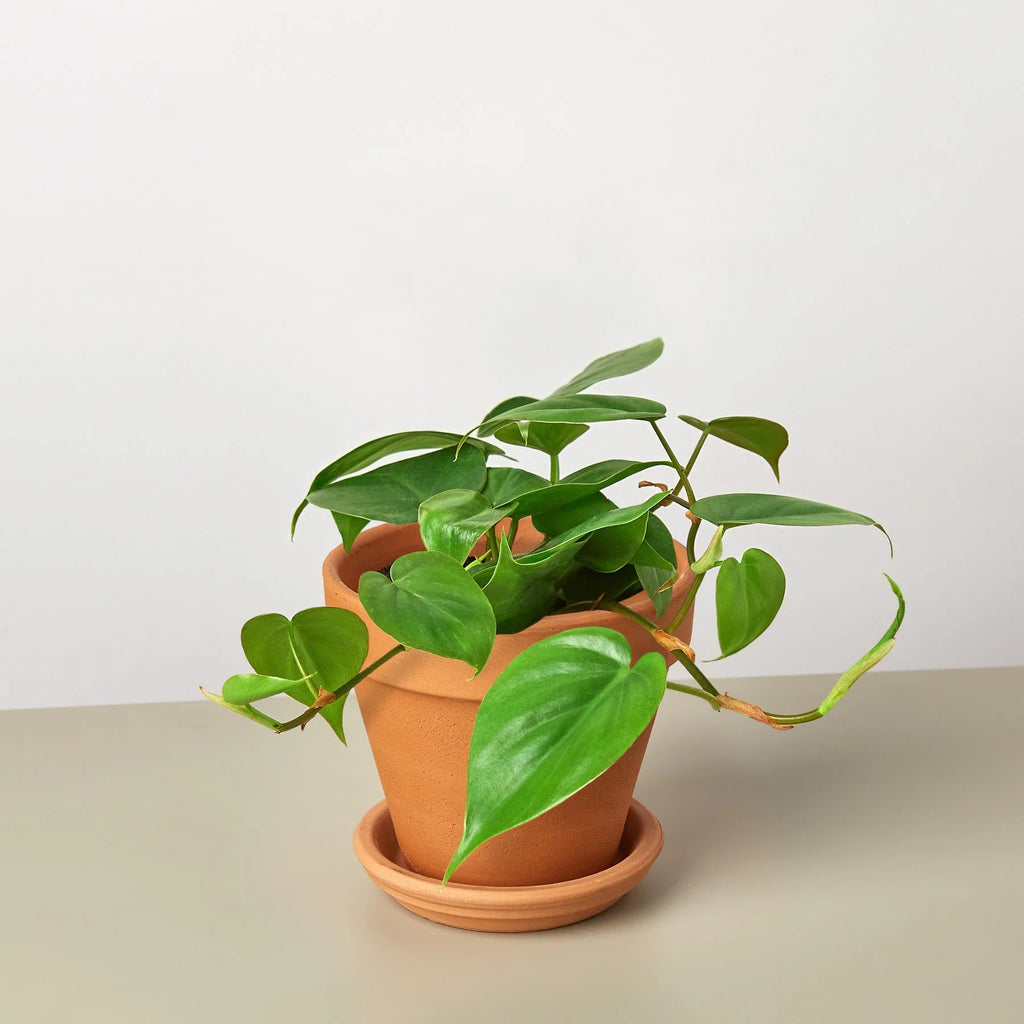 Philodendron Cordatum Heartleaf - Holiday Corner