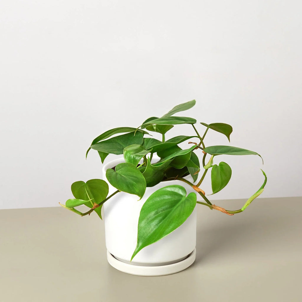 Philodendron Cordatum Heartleaf - Holiday Corner