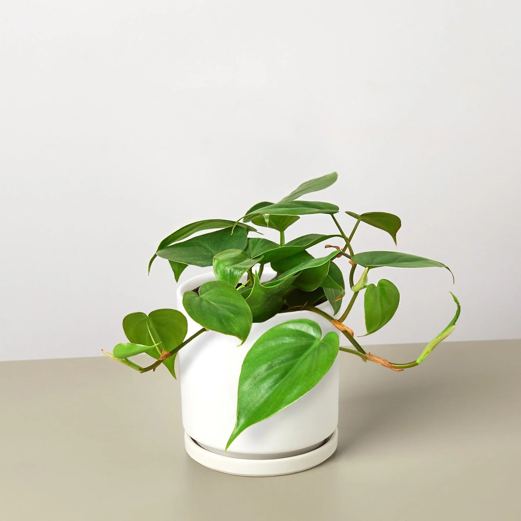 Philodendron Cordatum Heartleaf - Holiday Corner