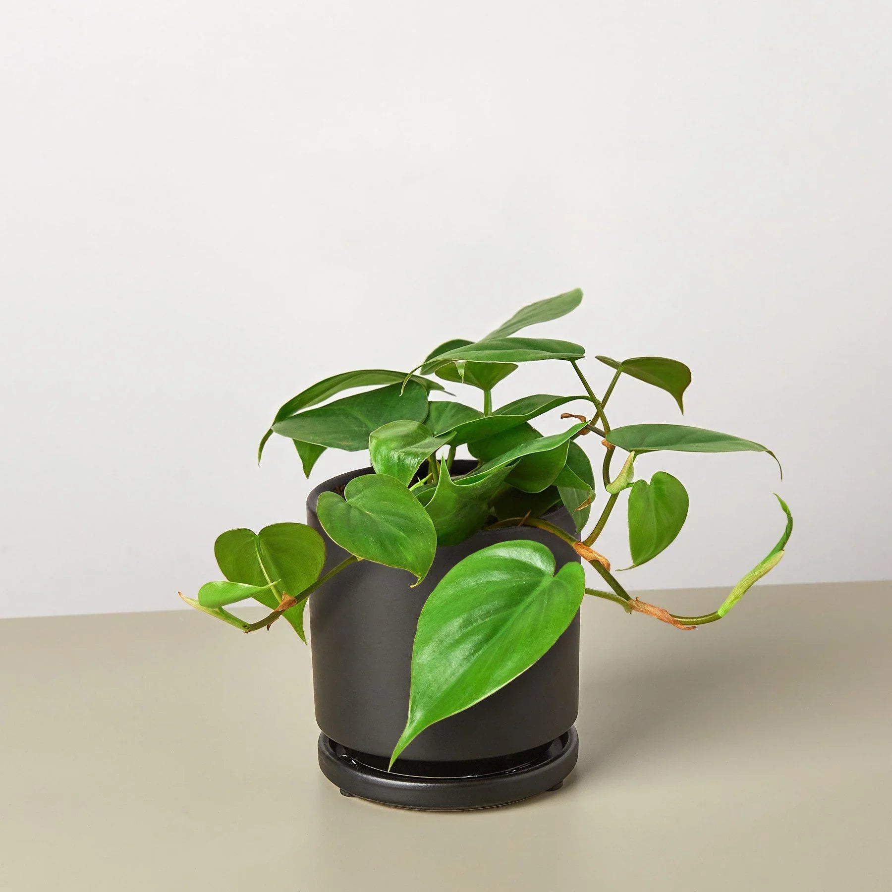 Philodendron Cordatum Heartleaf - Holiday Corner