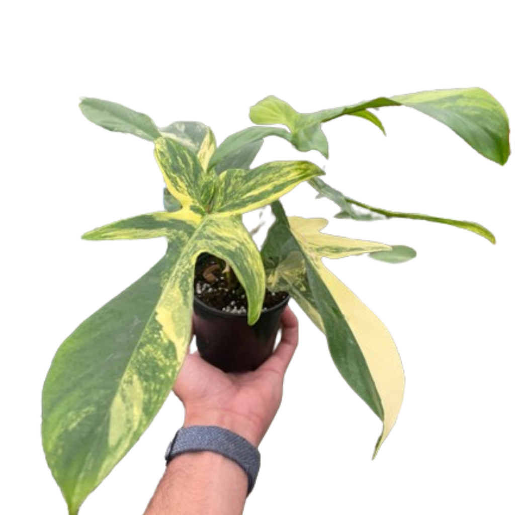 Philodendron Florida Beauty Variegated - Holiday Corner