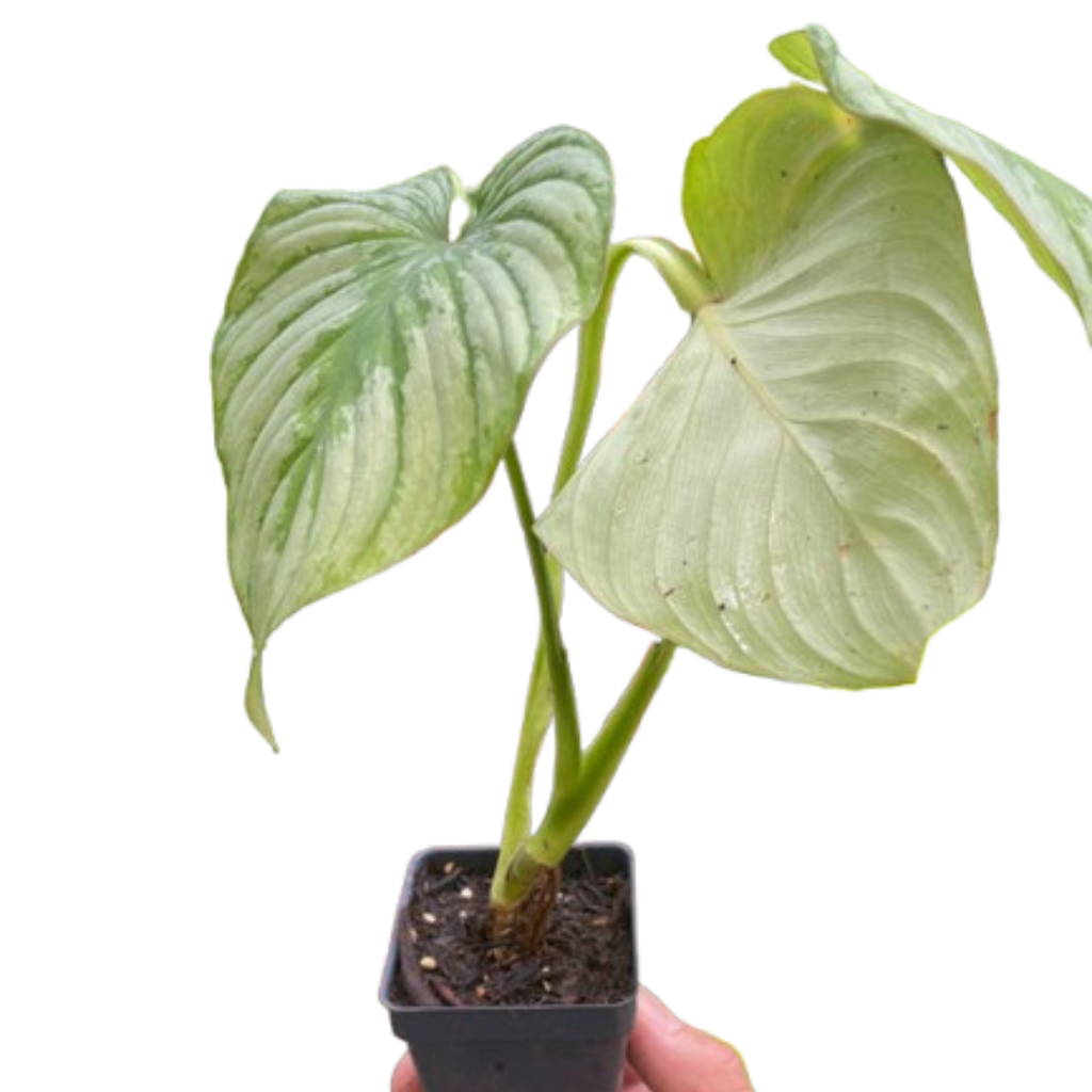 Philodendron 'Mamei' - Holiday Corner