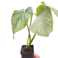 Philodendron 'Mamei' - Holiday Corner