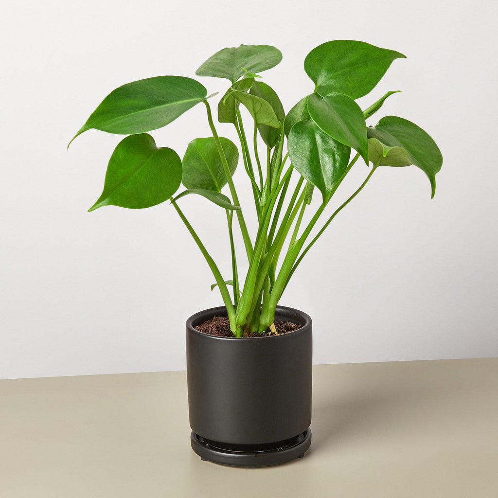 Monstera 'Split-Leaf' - Holiday Corner
