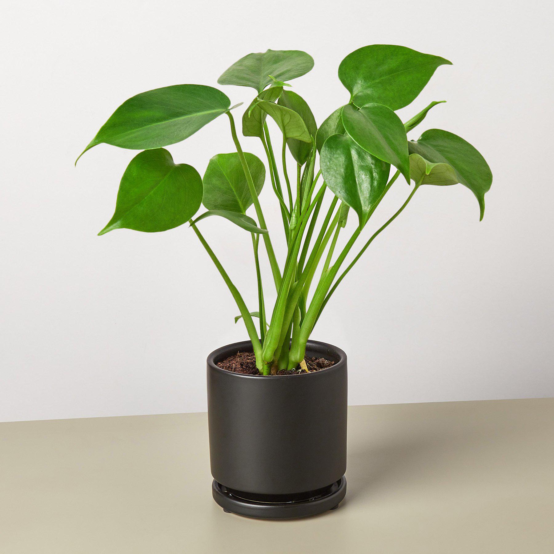 Monstera 'Split-Leaf' - Holiday Corner