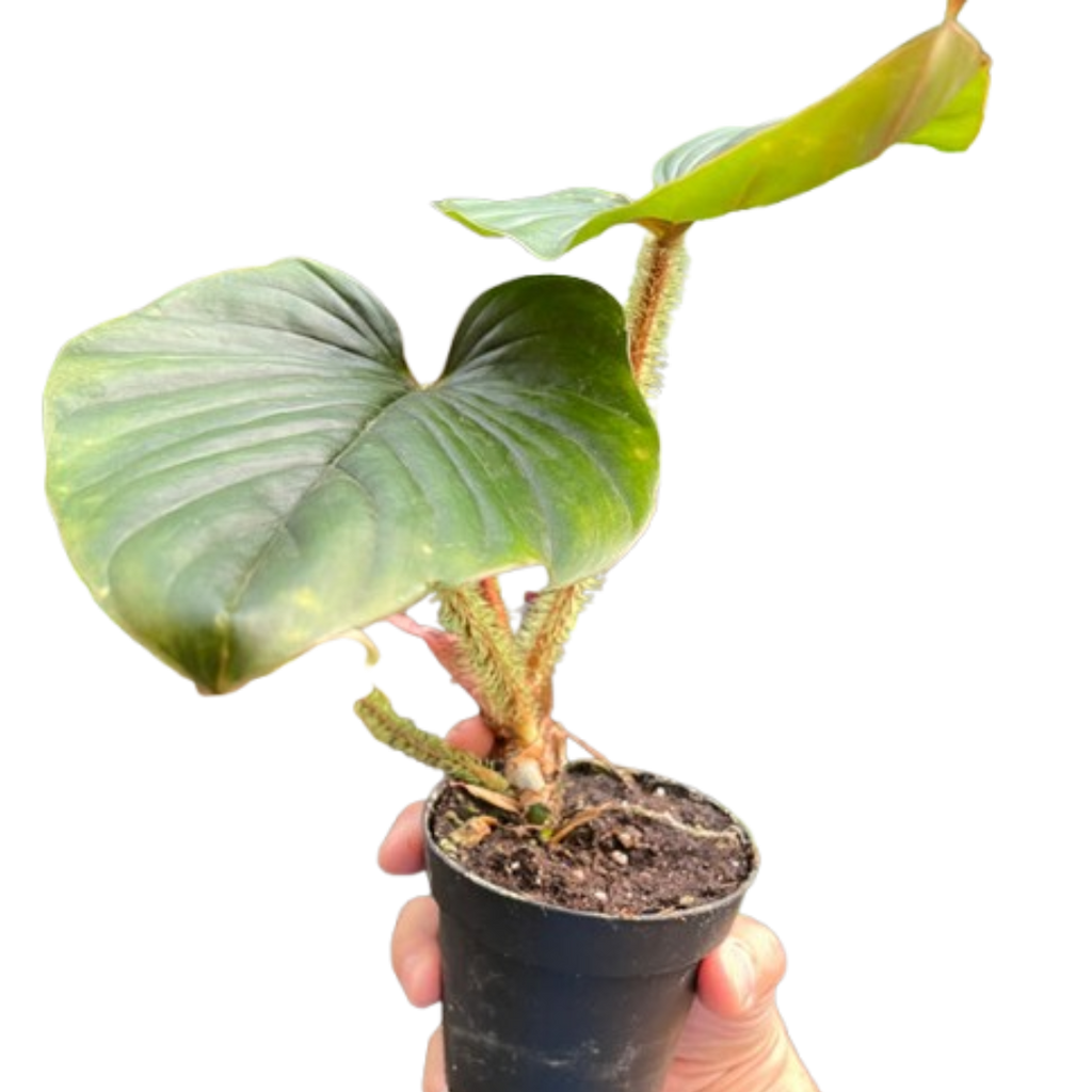 Philodendron 'Serpens' - Holiday Corner