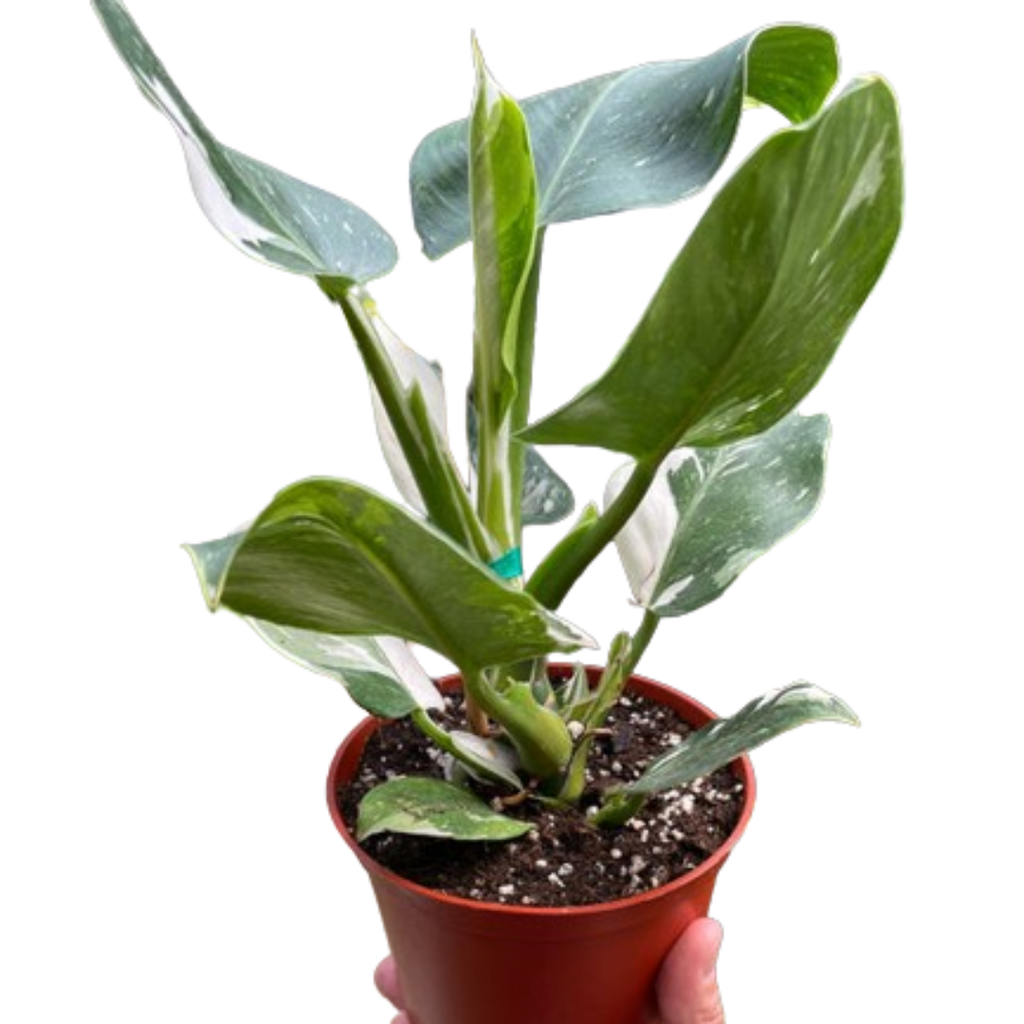 Philodendron 'White Wizard' - Holiday Corner