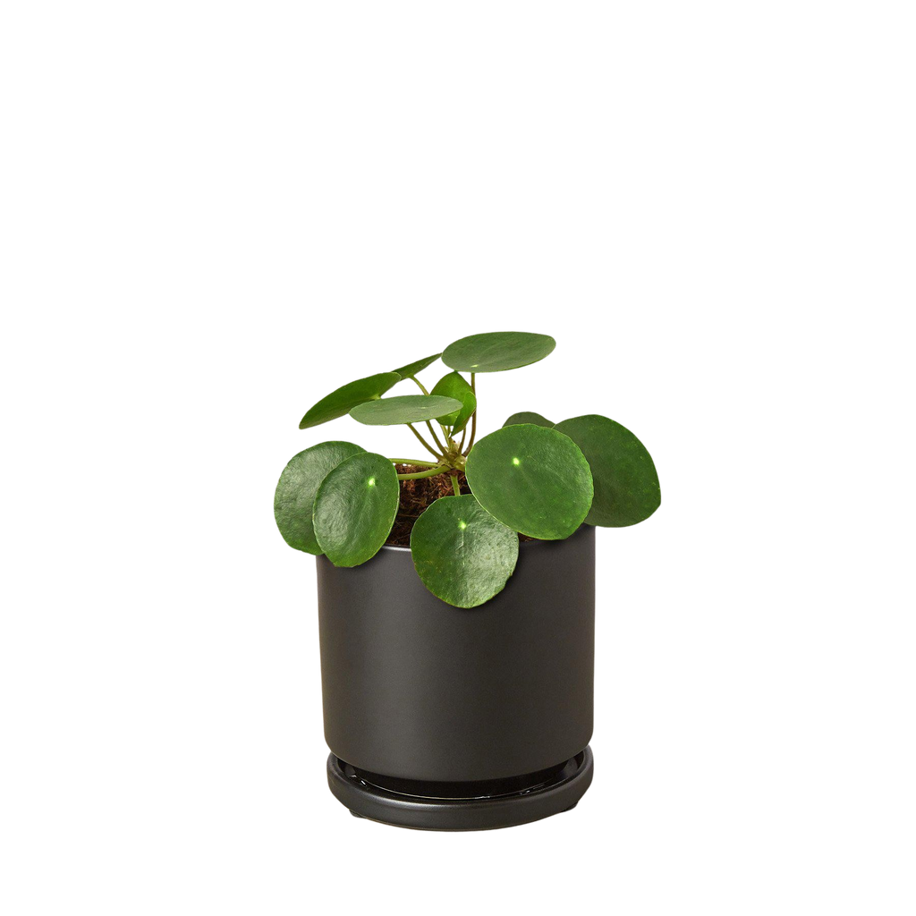 Pilea Peperomioides 'Chinese Money' - Holiday Corner