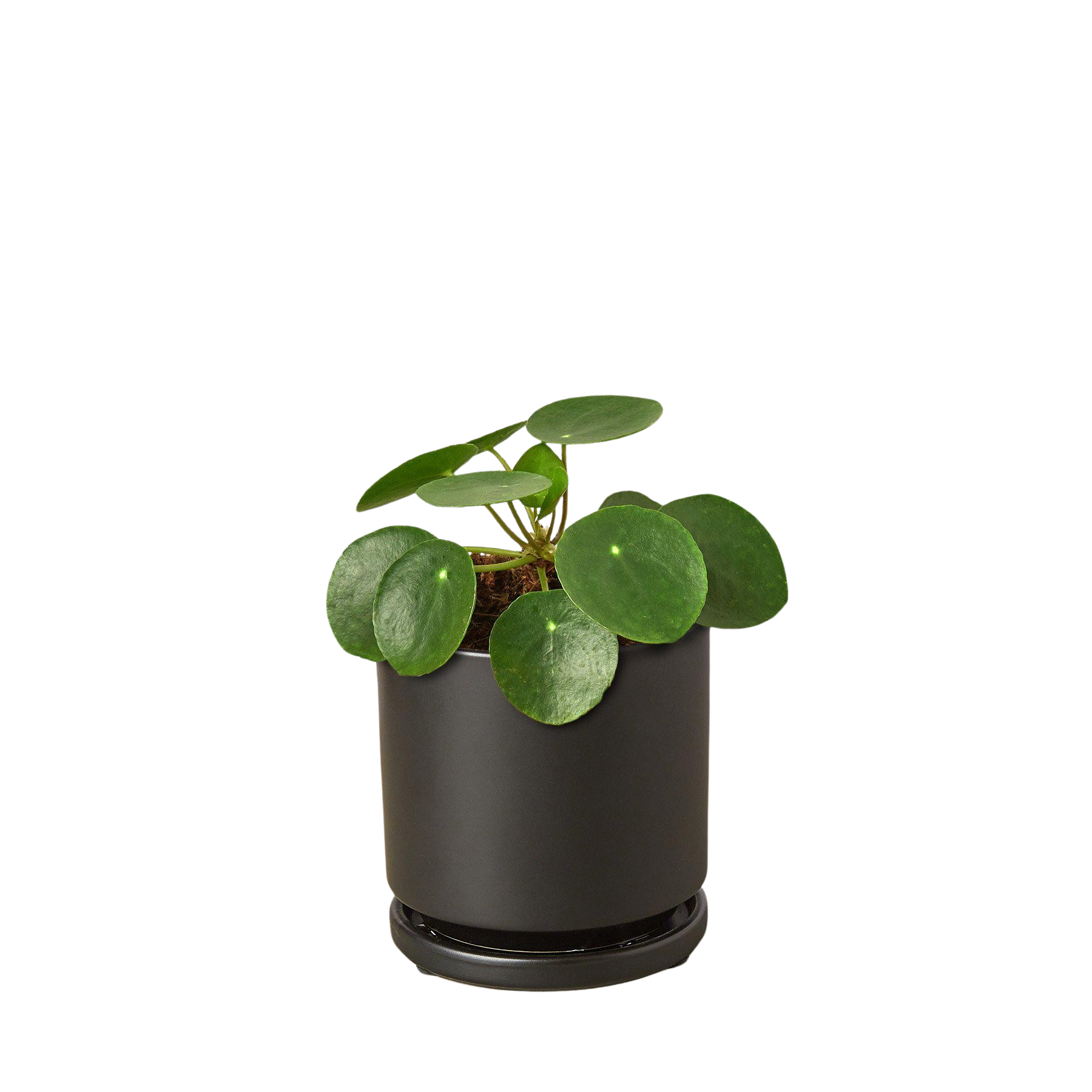 Pilea Peperomioides 'Chinese Money' - Holiday Corner