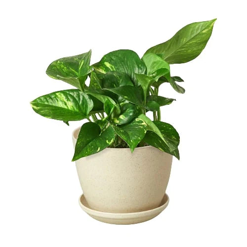 Pothos 'Golden' - Holiday Corner