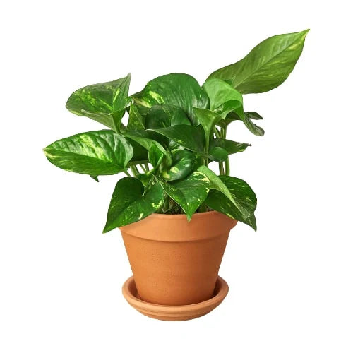 Pothos 'Golden' - Holiday Corner