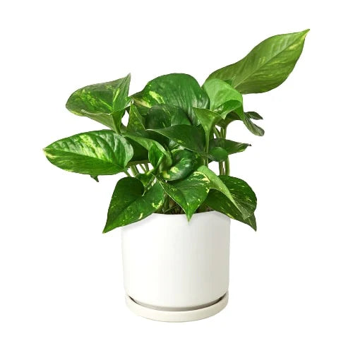 Pothos 'Golden' - Holiday Corner
