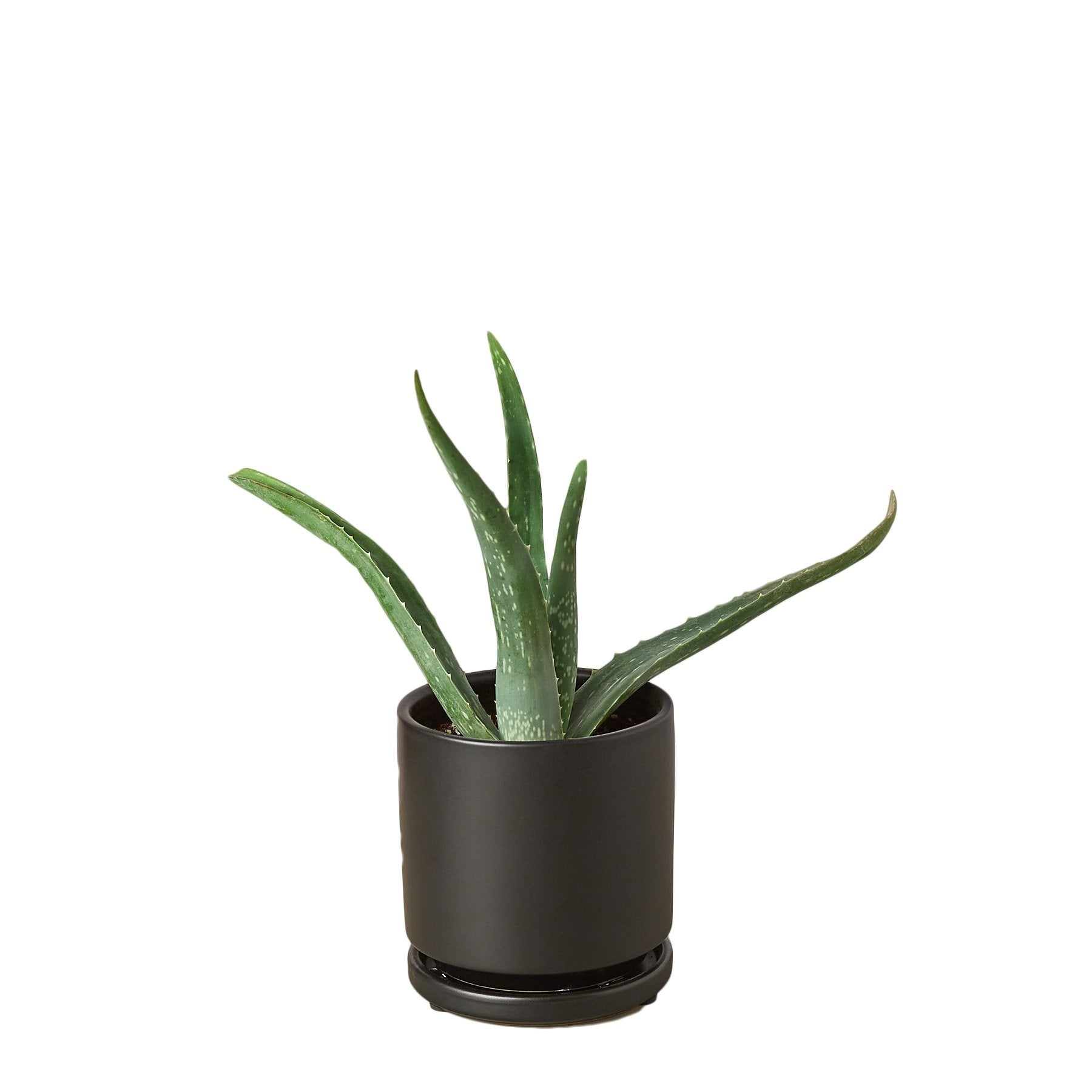 Aloe Vera - Holiday Corner