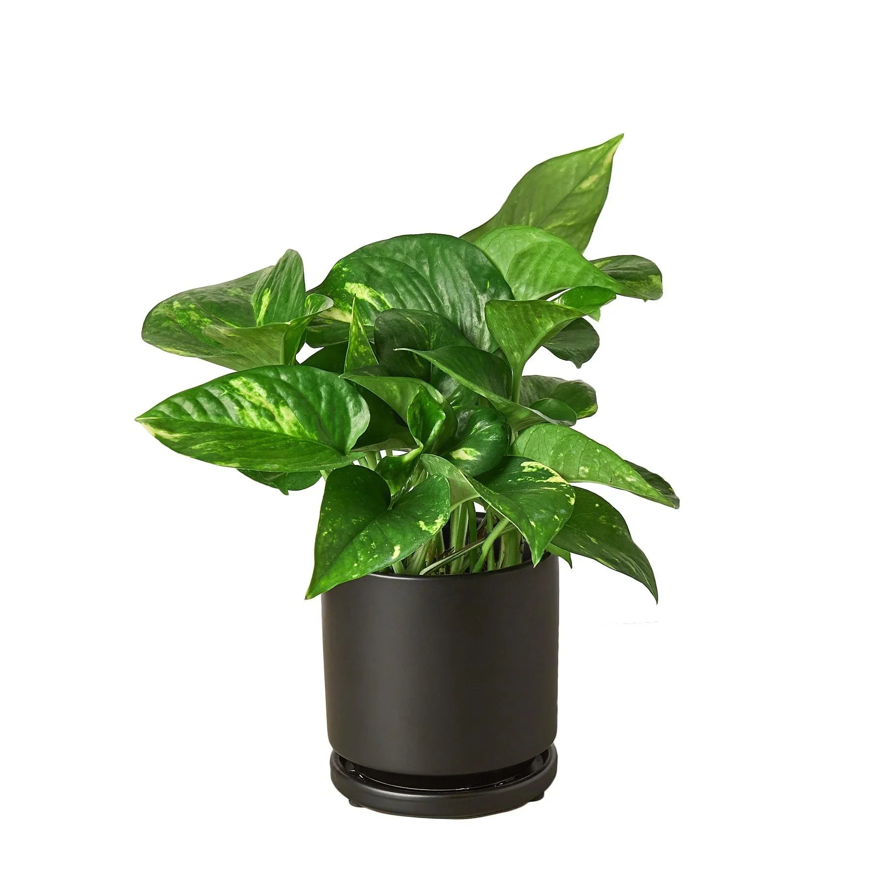Pothos 'Golden' - Holiday Corner