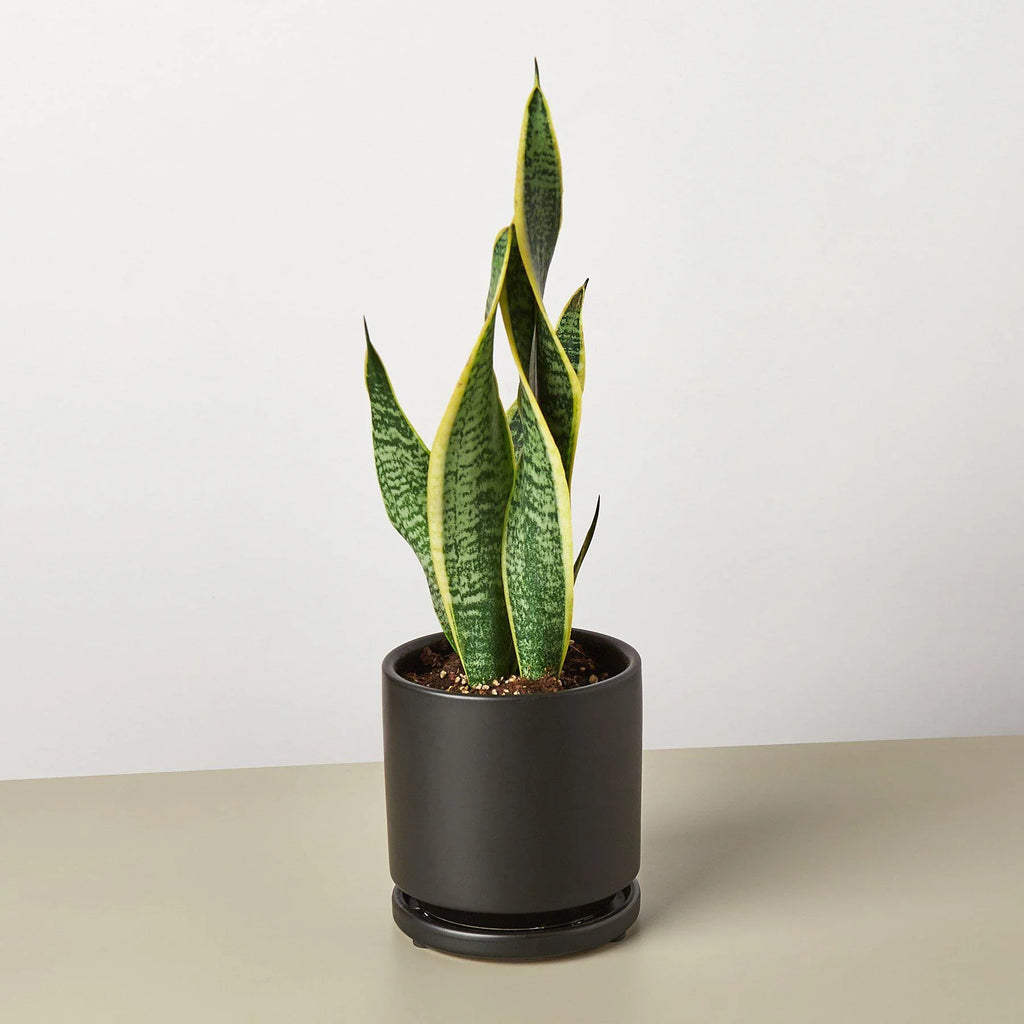 Snake Plant Laurentii - Holiday Corner