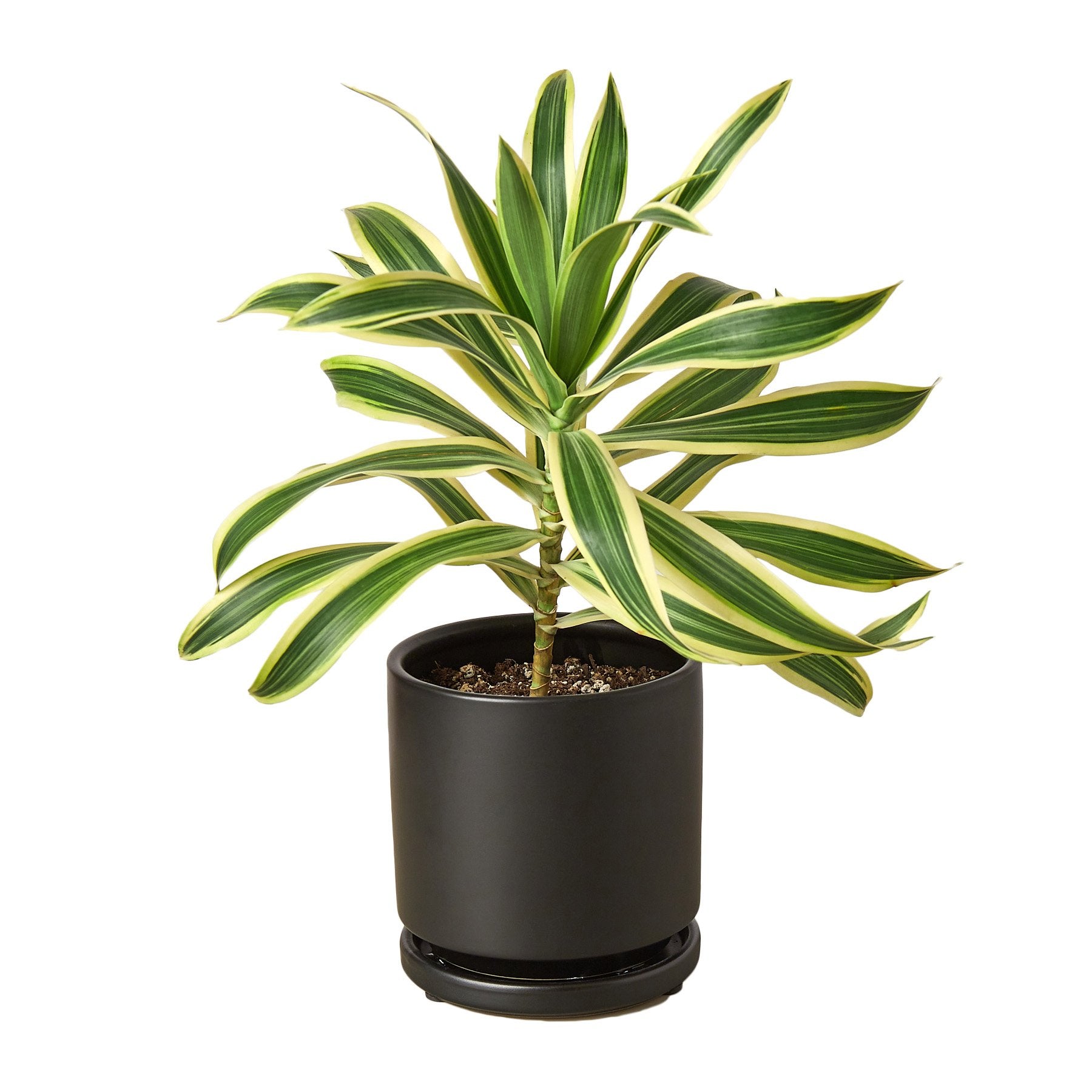 Dracaena 'Song of India' - Holiday Corner