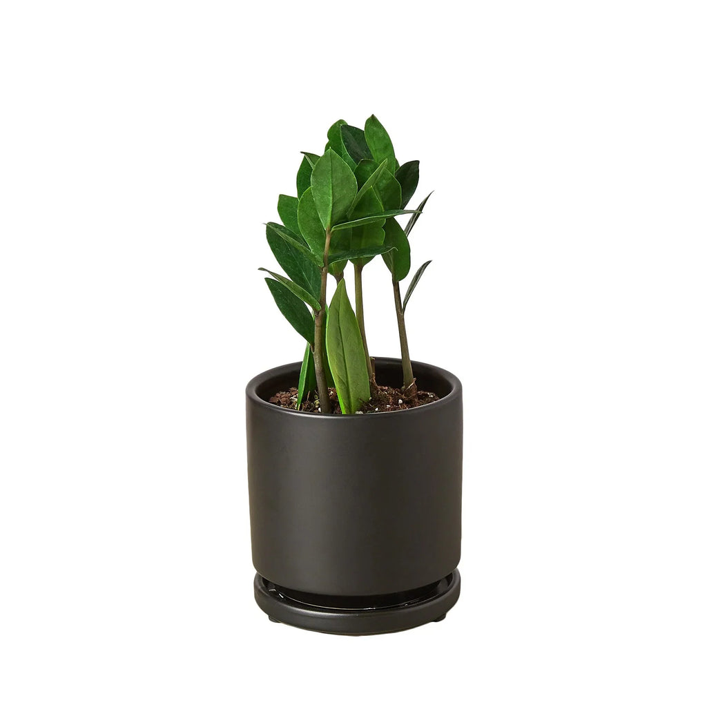 Zamioculcas Zamiifolia ZZ - Holiday Corner