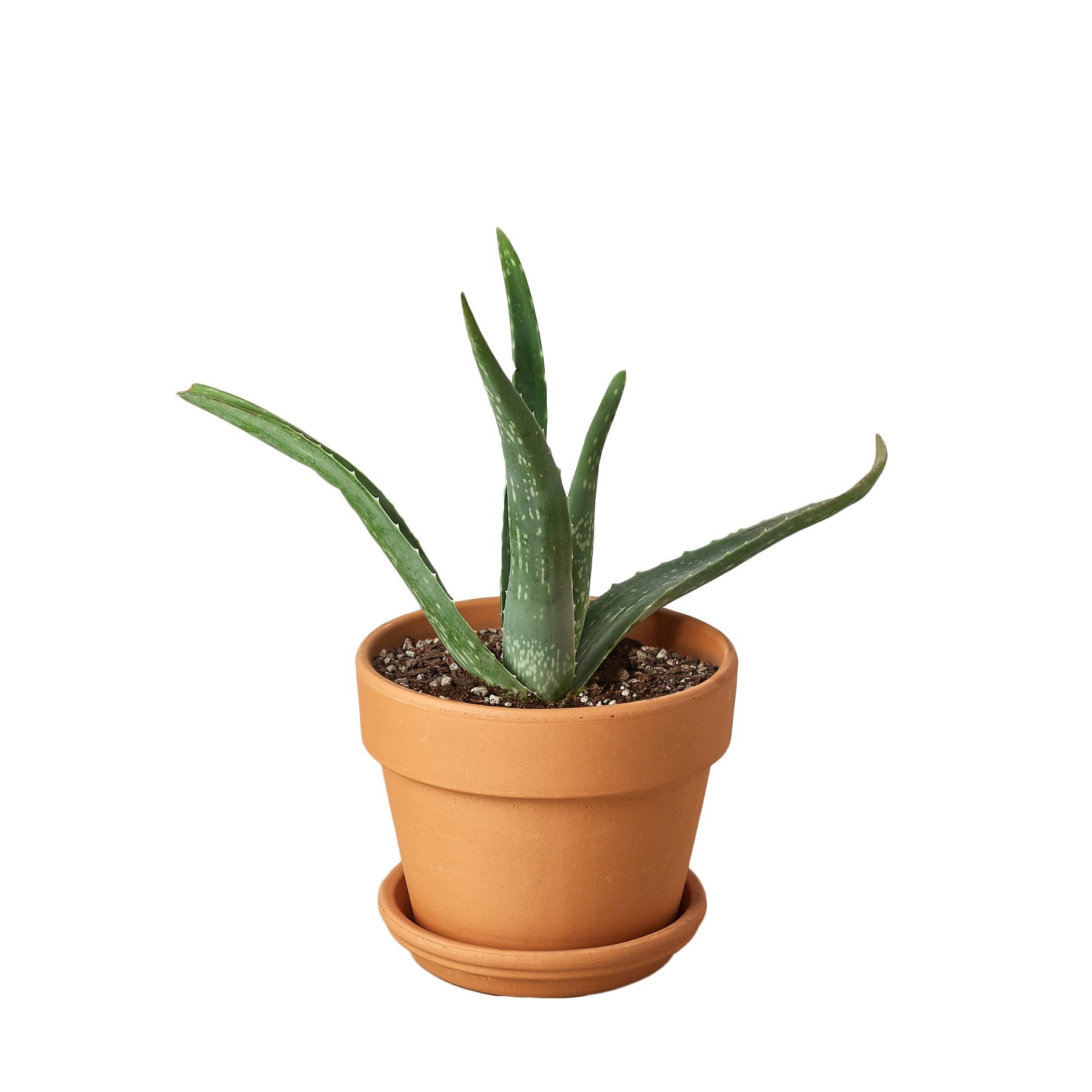 Aloe Vera - Holiday Corner
