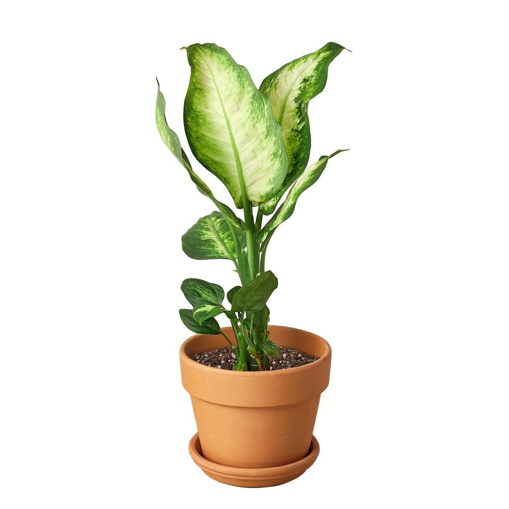 Dieffenbachia Camille - Holiday Corner