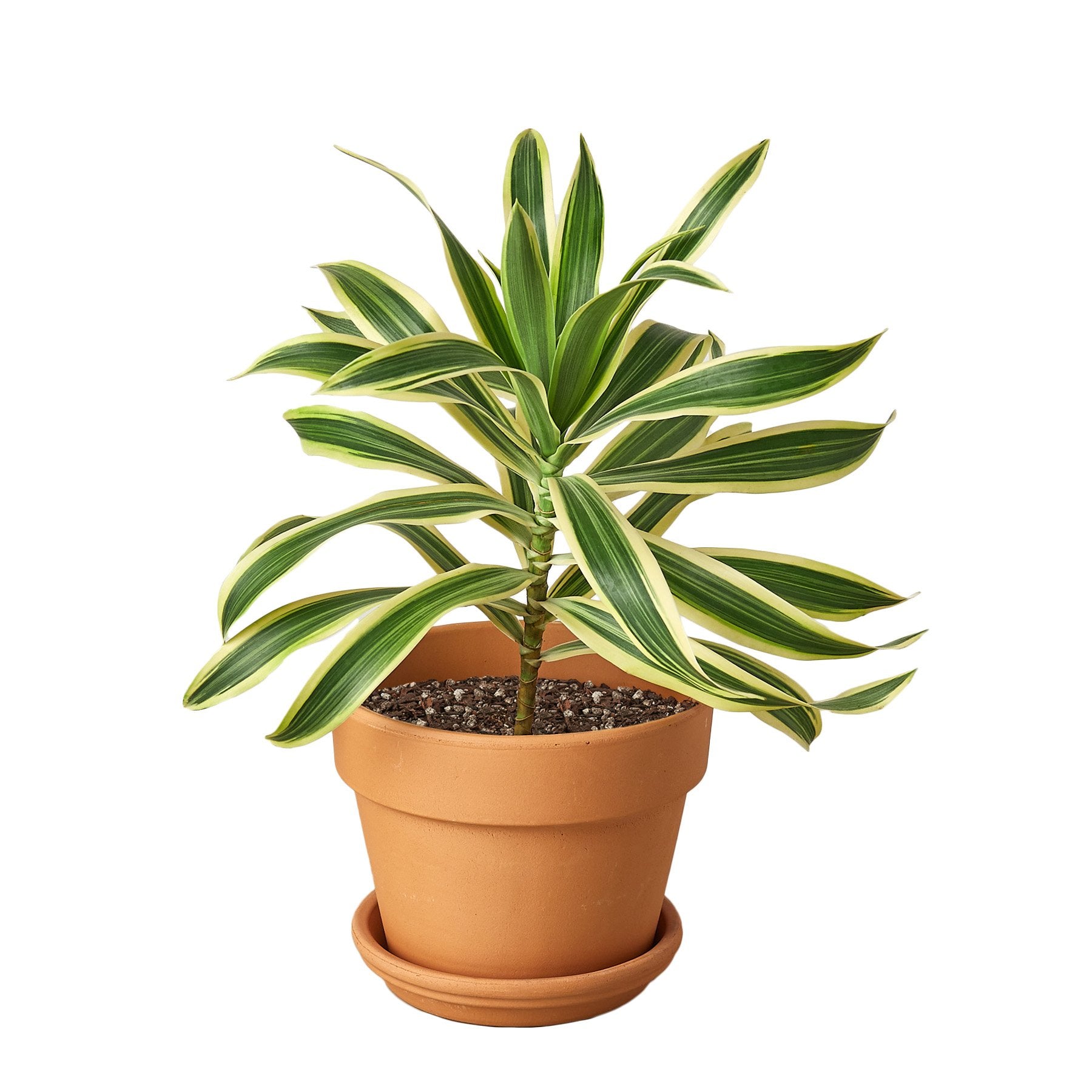 Dracaena 'Song of India' - Holiday Corner