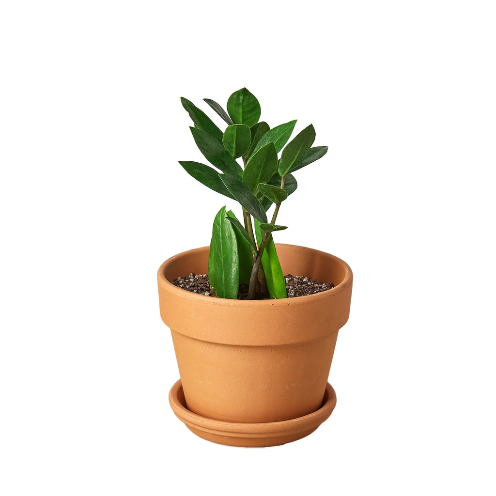 Zamioculcas Zamiifolia ZZ - Holiday Corner