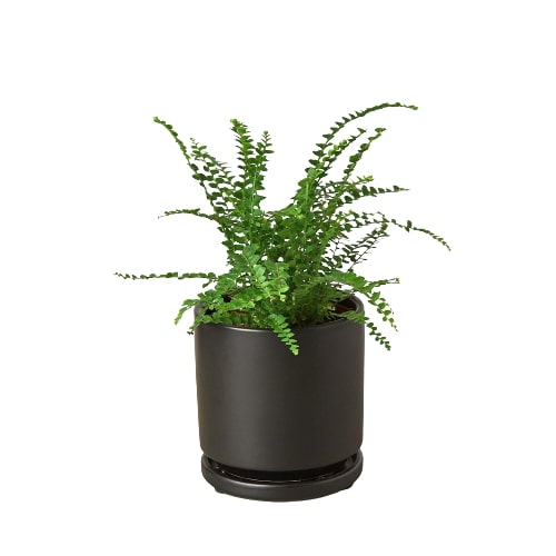 Fern 'Lemon Button' - Holiday Corner