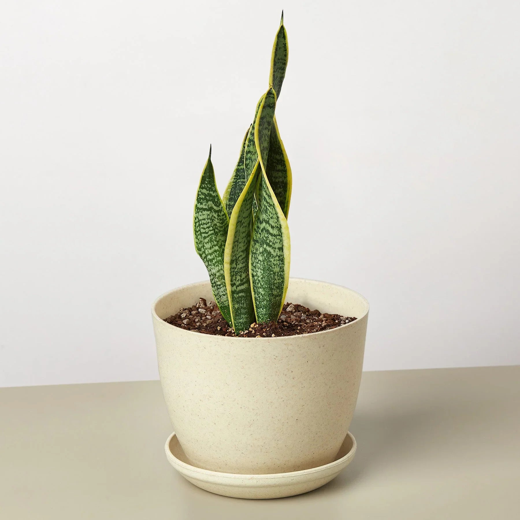 Snake Plant Laurentii - Holiday Corner
