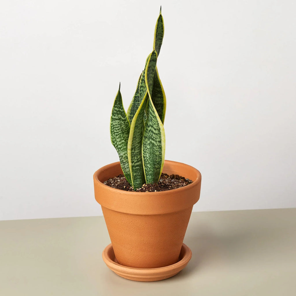 Snake Plant Laurentii - Holiday Corner