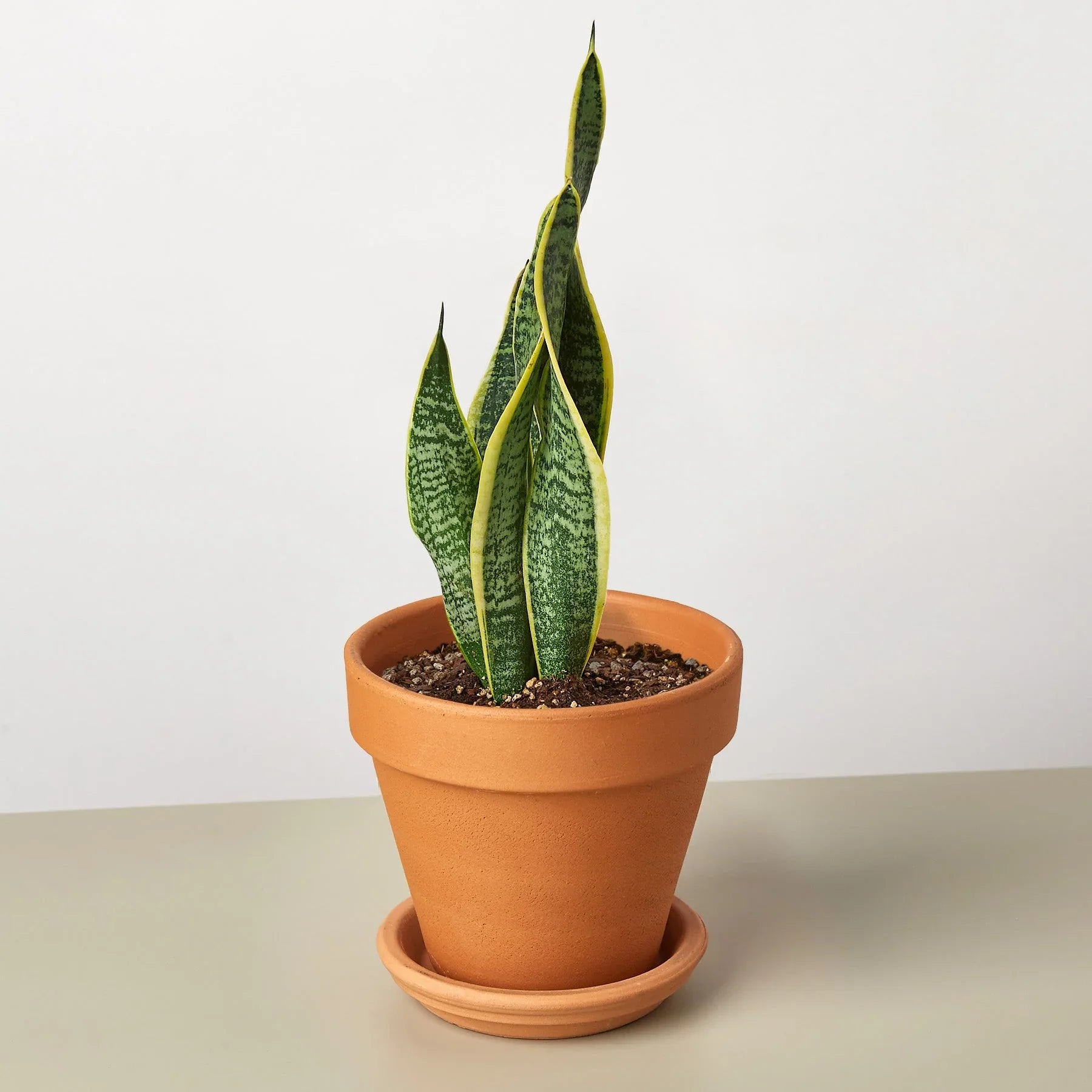 Snake Plant Laurentii - Holiday Corner