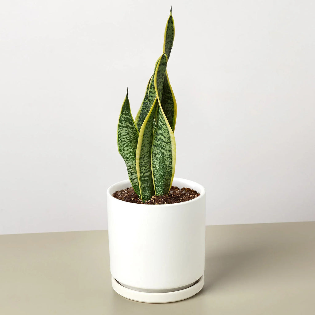 Snake Plant Laurentii - Holiday Corner