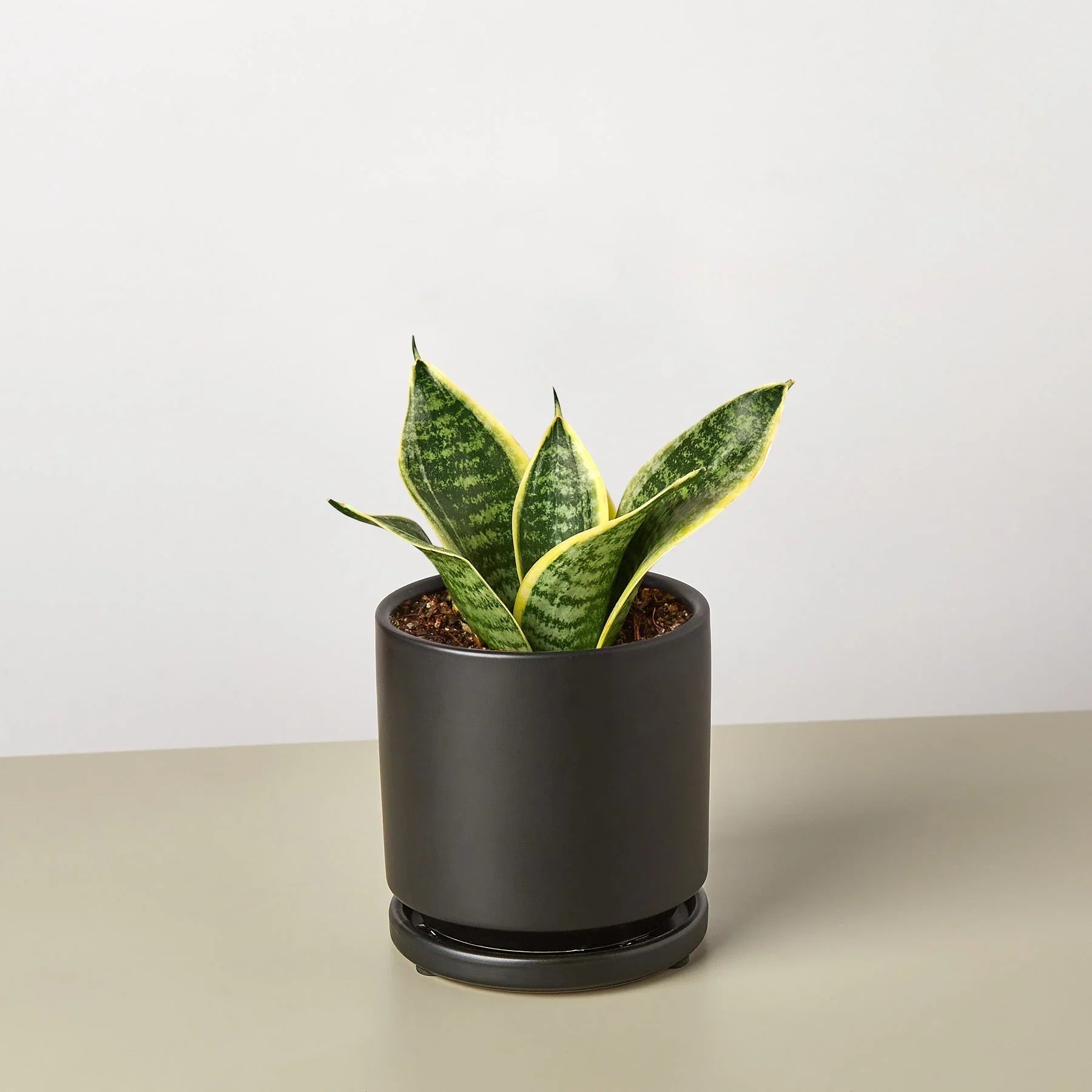 Snake Plant Laurentii Dwarf - Holiday Corner