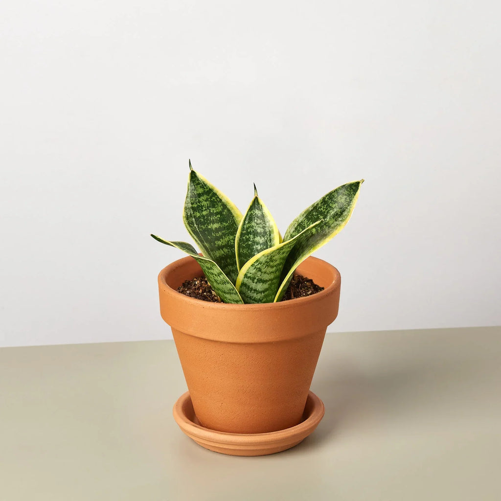 Snake Plant Laurentii Dwarf - Holiday Corner
