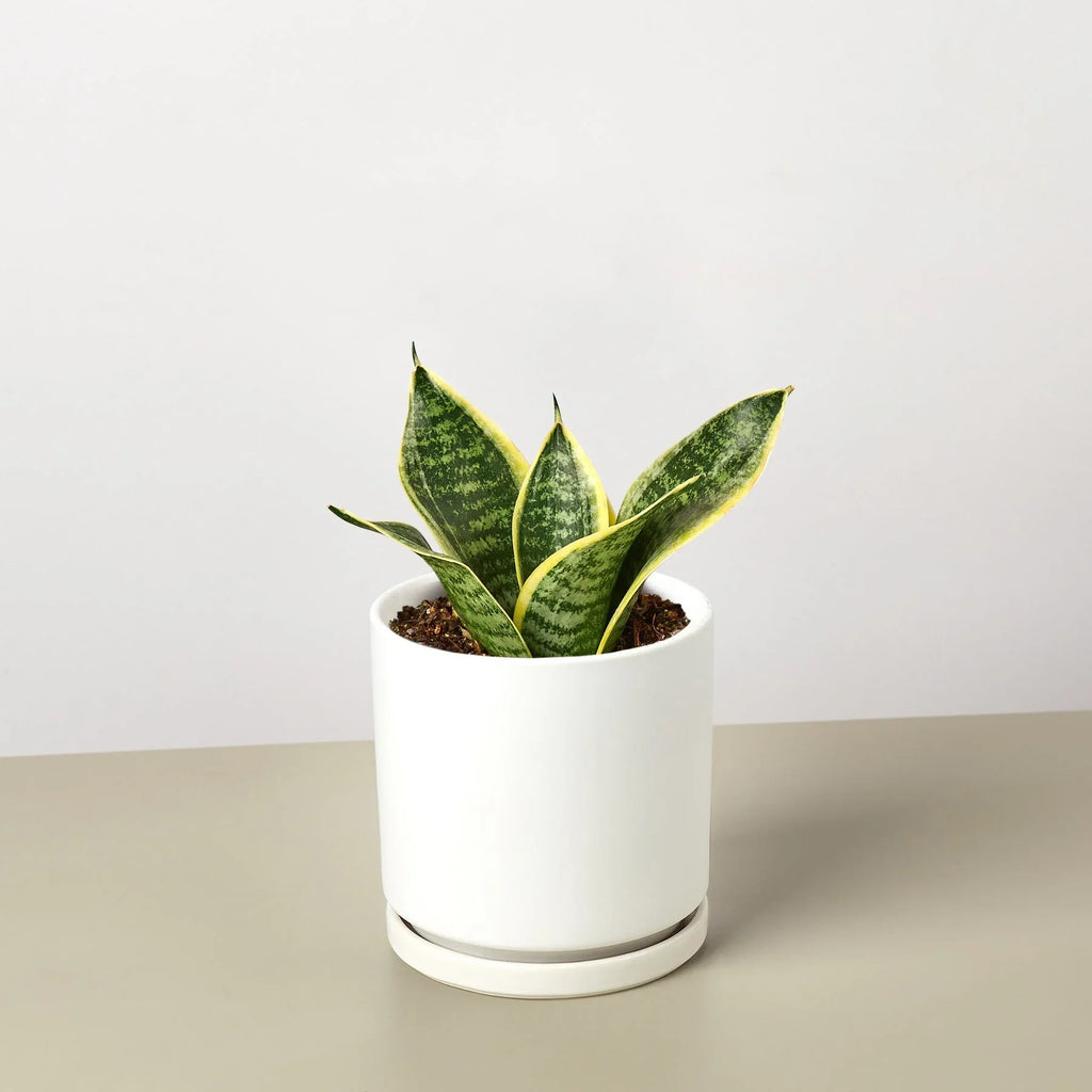 Snake Plant Laurentii Dwarf - Holiday Corner